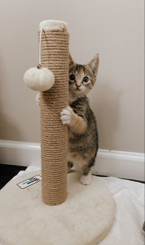 Rascador para gatos