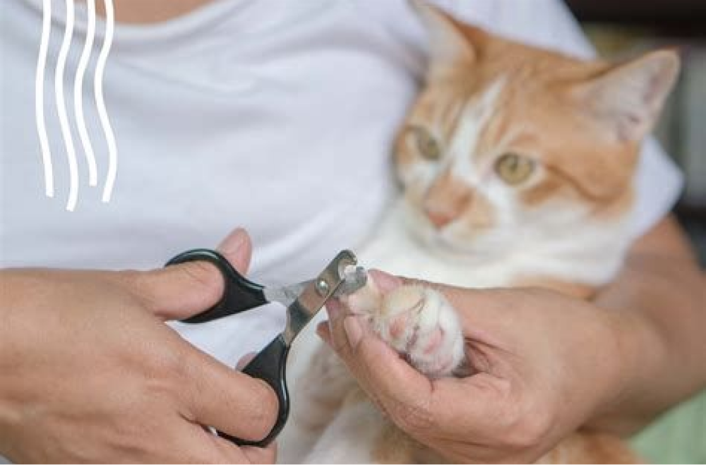 Cuidado de uñas del gato